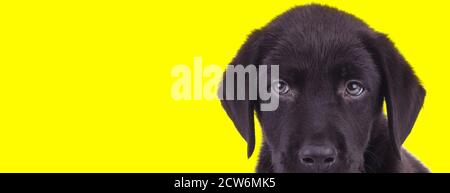 Dutiful nero Labrador Retriever cub ascolto e messa a fuoco su sfondo giallo studio Foto Stock
