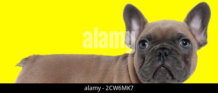 Vista laterale del cub francese Bulldog che guarda curiosamente intorno sfondo giallo studio Foto Stock