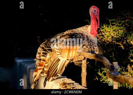 Pavo de Menorca Casa de colònies des Pinaret , Ciutadella, Menorca, isole Baleari, Spagna Foto Stock