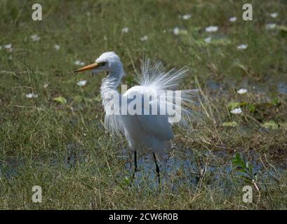 Intermediate Egret (Ardea intermedia), Mamukala Wetlands, Kakadu National Park, Northern Territory, NT, Australia Foto Stock