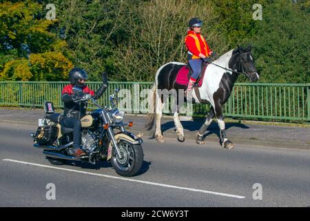 Motociclista che sorpassa i cavalli; cavaliere che indossa abiti arancioni a bordo strada come classici pass motociclistici d'epoca, traffico di animali a Manchester, Regno Unito Foto Stock