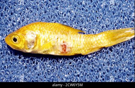 Ulcera malattia dei pesci causata da bacter Aeromonas idrofila Foto Stock