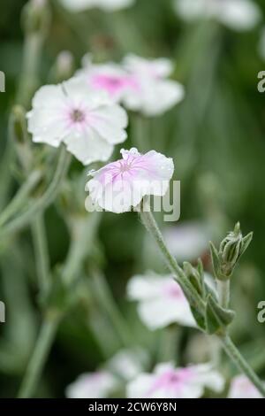 Petali bianchi con una corona Lychnis di colore rosa 'Angel's Blush'. dusty miller, rosa campion. Foto Stock