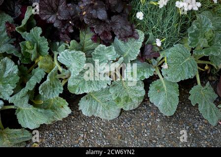 Salvia argentea, foglie d'argento da vicino Foto Stock