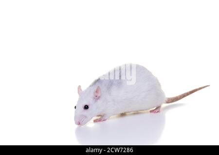 Un ratto domestico bianco grazioso su uno sfondo bianco visto dal lato dal naso alla coda Foto Stock