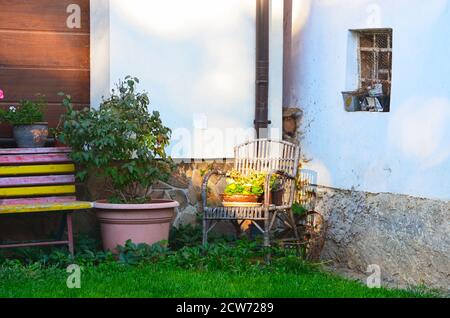 Still life - sedia in rattan da giardino con vaso di fiori, grande vaso di fiori con pianta verde, gioco di luci e ombre Foto Stock