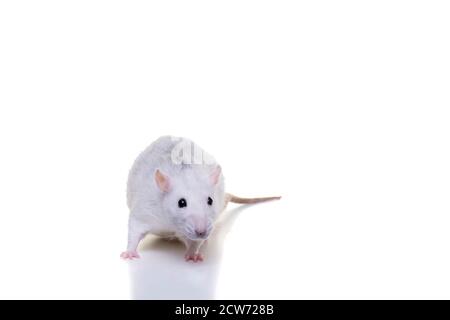 Un ratto domestico bianco grazioso su uno sfondo bianco visto dalla parte anteriore dal naso alla coda Foto Stock