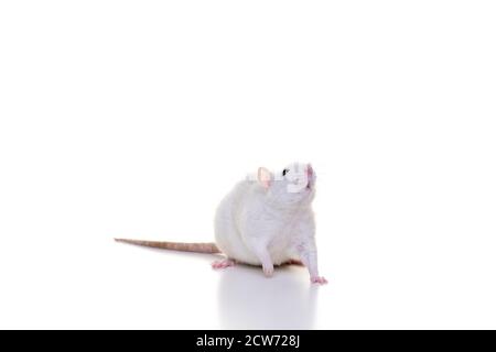 Un ratto domestico bianco grazioso su uno sfondo bianco visto dalla parte anteriore dal naso alla coda Foto Stock