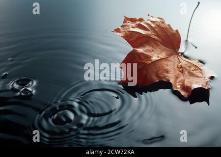 L'acero caduto lascia sulla puddle dell'acquitore. Specifico per la stagione autunnale. Lasciare in pioggia. Foto Stock