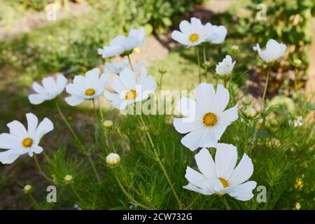 Numerosi cosmo bianco fiorisce, sensazione nana - fiori si aprono sopra fogliame anteriore Foto Stock