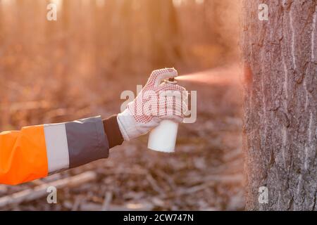 Tecnico forestale etichettatura tronco di albero per il taglio nel processo di deforestazione, forester spray pittura legno con aerosol vernice lattina Foto Stock