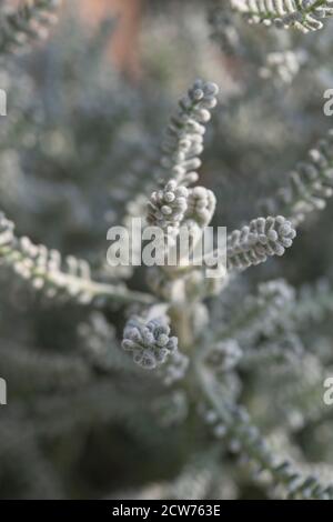 Santolina Chamaecyparissus fogliame grigio argenteo in primo piano mostrando struttura Foto Stock