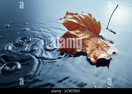 L'acero caduto lascia sulla puddle dell'acquitore. Specifico per la stagione autunnale. Lasciare in pioggia. Foto Stock