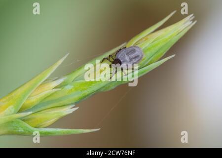 Cervi arenogati tick ninfa su erba verde punta. Ixodes ricinus o scapularis, spica. Acaro alimentato con addome grigio, sfondo naturale. Malattie trasmesse da zecche. Foto Stock