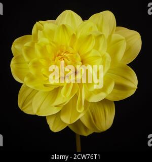 Un bel fiore giallo Dahlia Foto Stock