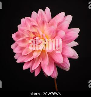 Un unico bellissimo Dahlia rosa su sfondo nero Foto Stock