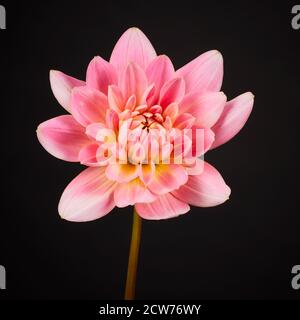 Una sola dahlia rosa su sfondo nero Foto Stock