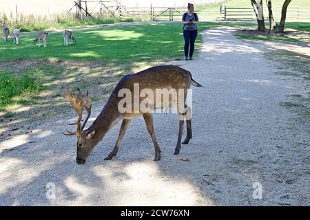 Ernstbrunn, bassa Austria, Austria. Cervi Sika (Cervus nippon) nel parco degli animali Foto Stock