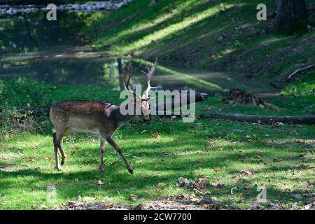 Ernstbrunn, bassa Austria, Austria. Cervi Sika (Cervus nippon) nel parco degli animali Foto Stock