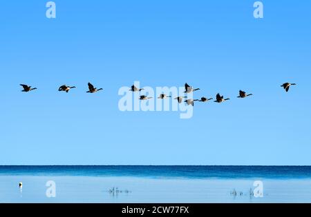 Gregge di oche canadesi in volo. Foto Stock