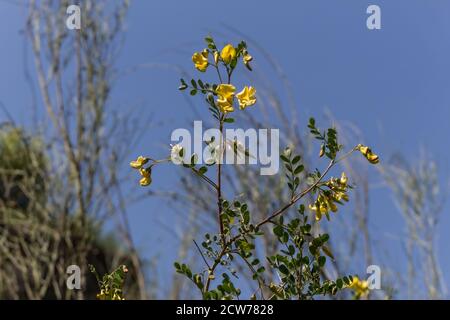 Colutea arborescens Hispanica, vescica senna pianta in fiore Foto Stock