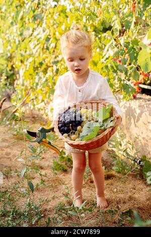 Vendemmia. La bambina raccoglie la vendemmia in cestino in estate al tramonto. Ritratto di bella bambina caucasica ragazza di 3 anni ricci Foto Stock