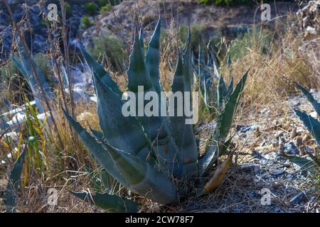 Agave americana, pianta del secolo Foto Stock