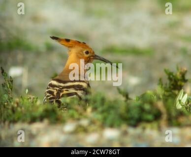 Upupa epps, hoopoe eurasiatico alla ricerca di grub e bug in un campo Foto Stock