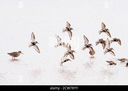 Dunlin (Calidris alpina) piccolo gregge che atterra in acqua. 1 tringa totanus in piedi dietro di loro. Foto Stock