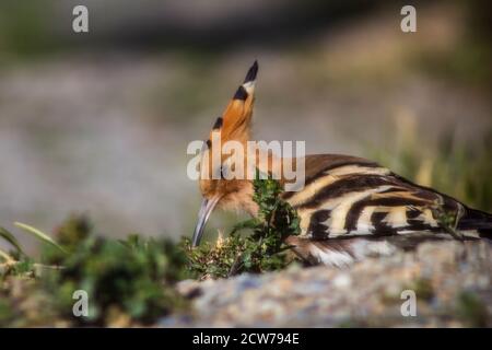 Upupa epps, hoopoe eurasiatico alla ricerca di grub e bug in un campo Foto Stock