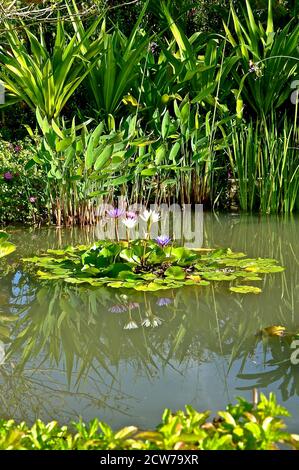 Piscina di riflessione giglio d'acqua circondata da verde lussureggiante e che mostra un'immagine riflessiva nell'acqua calma. Foto Stock