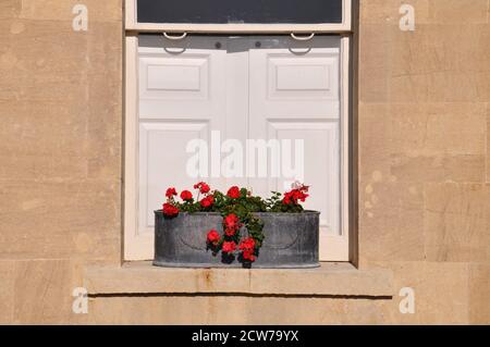 Finestra piantatrice in ferro con gerani rossi su una soglia finestra in arenaria davanti a persiane chiuse in legno bianco. Foto Stock