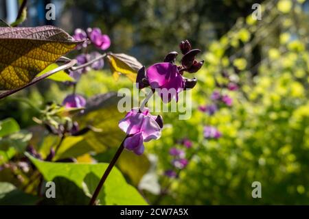 Giacinto fagiolo Vine al Battery Park Urban Garden, New York, USA Foto Stock