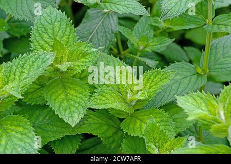 piante fresche di menta del giardino che crescono in giardino domestico biologico Foto Stock