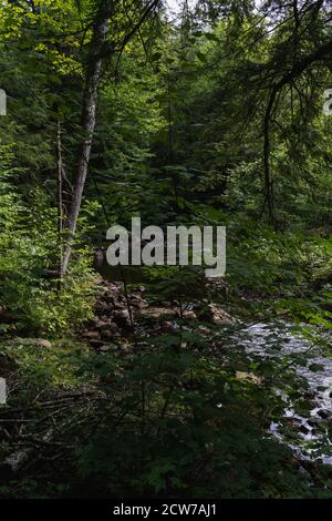 Un ruscello che conduce a Owen Pond in Lake Placid, NY Foto Stock