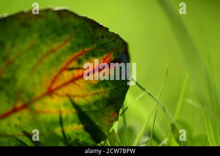 Foglia d'autunno dall'albero di rowan Foto Stock