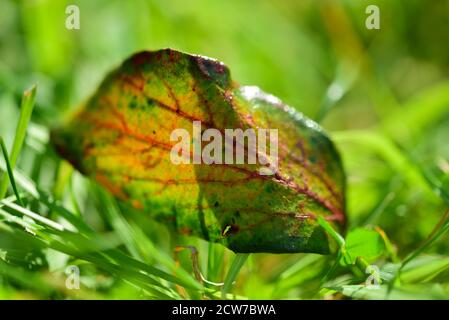 Foglia d'autunno dall'albero di rowan Foto Stock