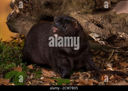 Un mero europeo marrone o nerts da una fattoria di pelliccia in un paesaggio di foresta di autunno Foto Stock