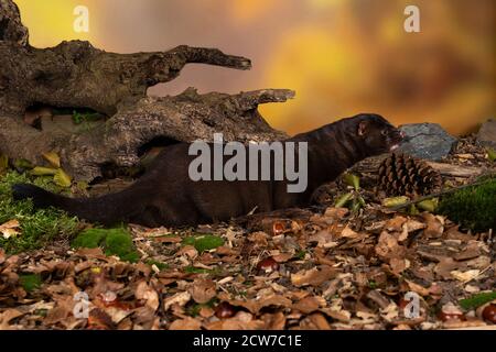 Un mero europeo marrone o nerts da una fattoria di pelliccia in un paesaggio di foresta di autunno Foto Stock
