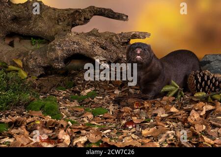 Un mero europeo marrone o nerts da una fattoria di pelliccia in un paesaggio di foresta di autunno Foto Stock