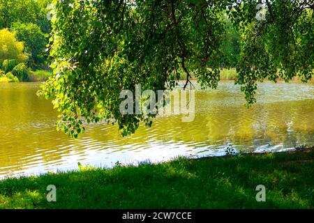 Rami verdi appesi sull'acqua del lago Foto Stock