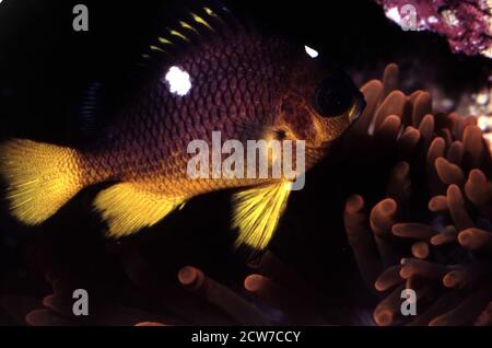 Dascillo a tre punti (Dascyllus trimaculatus), morfo xantico Foto Stock