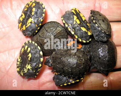 Baby tartaruga di fango orientale, Kinosternon subrubrum subrubrum Foto Stock