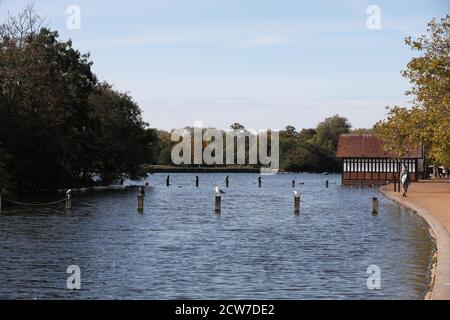 L'autunno parte nei Kensington Gardens vicino al fiume Serpentine, Londra. Foto Stock
