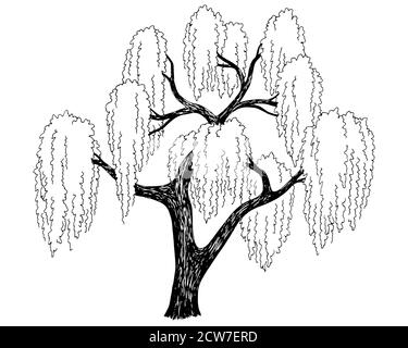 Grafico ad albero Willow vettore di illustrazione dello schizzo isolato in bianco nero Illustrazione Vettoriale