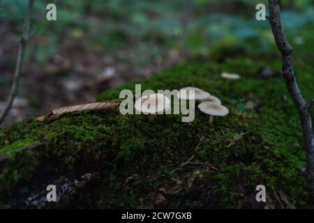 Funghi bianchi su un sentiero nelle Adirondacks Foto Stock