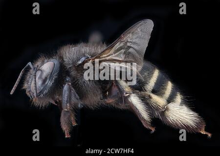 Una femmina di Xylocopa tabaniformis, comunemente nota come ape muraiola simile a una mosca cavallina, è stata fotografata nella Contea di Orange, in Florida, il 17 febbraio 2020. Foto Stock