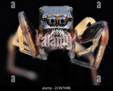 Piccolo tripode di salto 2020-08-03-17.52.30 ZS Pmax UDR Foto Stock