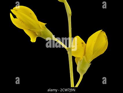 Baptizia tintoria, Wild Indigo, Howard County, MD, Helen Lowe Metzman 2017-07-19-13.38.22 ZS Pmax UDR Foto Stock