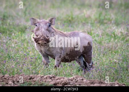 Warthog comune (Phacochoerus africanus) nella savana del Kenya Foto Stock